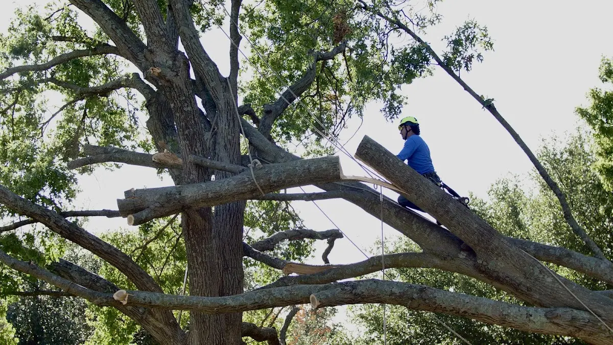 Professional Crown Thinning performed by certified arborists in Derwent